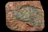 Silurian Fossil Crinoid (Scyphocrinites) Plate - Morocco #134255-1